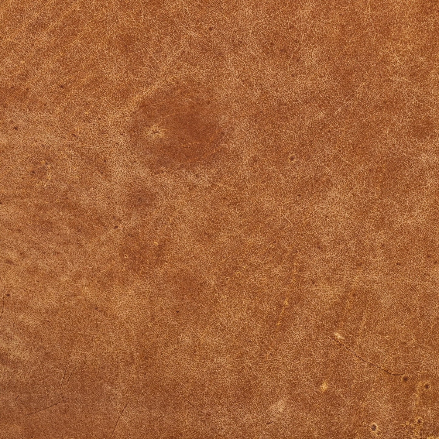 Canapé d'appartement Poly & Bark Napa 72 - Cuir italien véritable pleine fleur