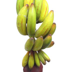 Lot de 2 grappes de bananes artificielles, décoration de fruits, pièce d'accent, 11 po - 11 po L x 4 po l x 4,5 po DP